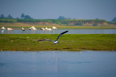 Birds in a lake