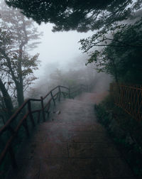 Steps amidst trees during foggy weather