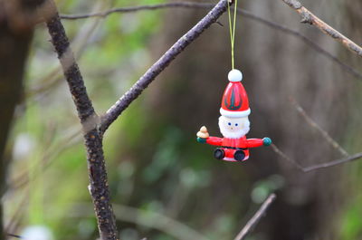 Close-up of red hanging on tree