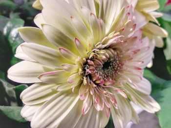 Close-up of bee on flower