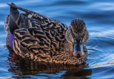 Close-up of mallard duck swimming in lake