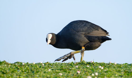 Bird perching on field against sky