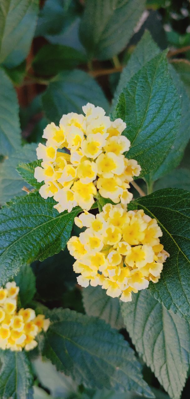 CLOSE-UP OF YELLOW FLOWERING PLANT IN BLOOM