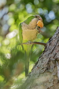 Close-up of parrot perching on tree