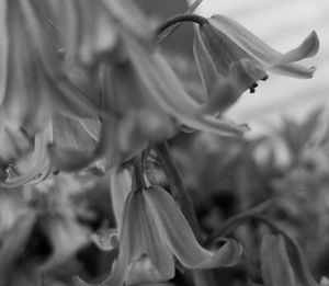 Close-up of flower blooming outdoors