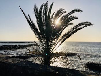 Palm tree by sea against sky during sunset