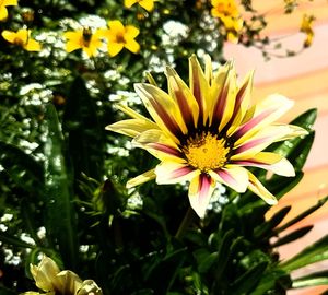 Close-up of yellow flower blooming outdoors