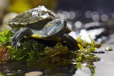 Close-up of turtle in pond