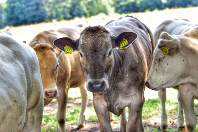 Close-up of cow standing on field