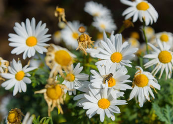 Close-up of white daisy flowers