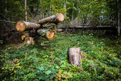 Plant growing in forest