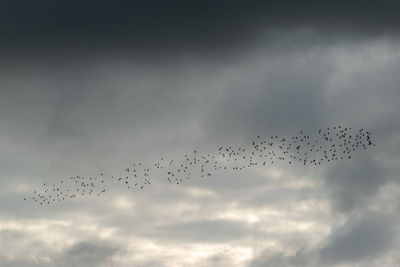 Low angle view of birds flying in sky