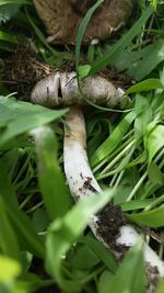 Close-up of plant