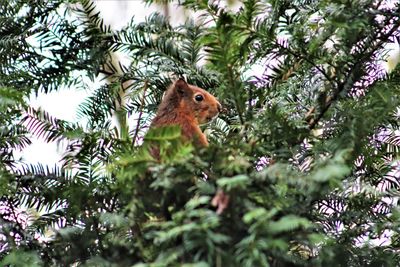 Low angle view of bird perching on tree