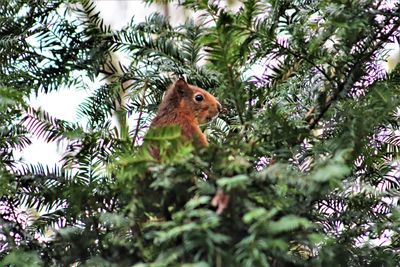 Low angle view of bird perching on tree