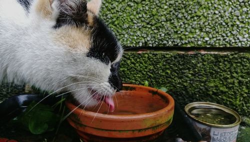 Thirsty cat drinking water