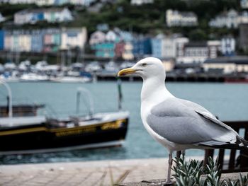 Seagull perching on a boat