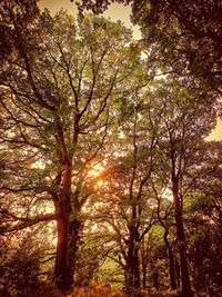 Low angle view of trees in forest against sky
