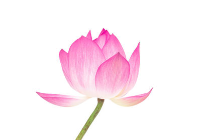 Close-up of pink lotus water lily against white background