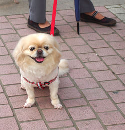 High angle view of dog walking on footpath