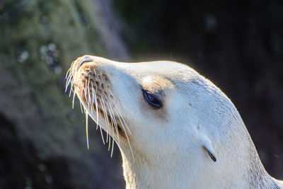 Close-up of horse