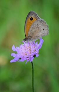 Close-up of butterfly on flower