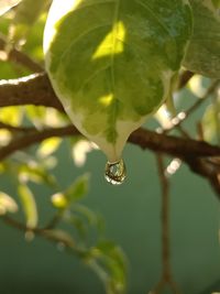 Close-up of raindrops on leaf