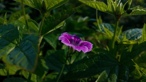 Close-up of iris blooming outdoors