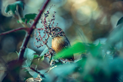 Close-up of bird perching on branch