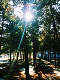 Sun shining through trees in forest