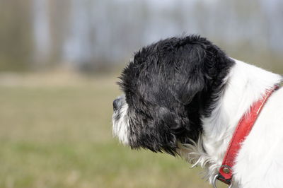 Close-up of dog outdoors