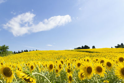 Scenic view of sunflower field against sky