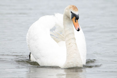 Close-up of swan in lake