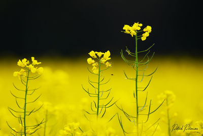 Close-up of yellow flowering plant on field