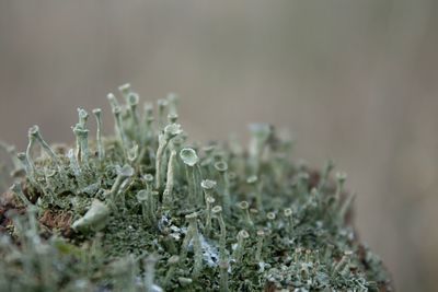 Close-up of moss 