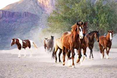 Horses on landscape against plants