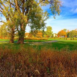 Trees on field against sky during autumn