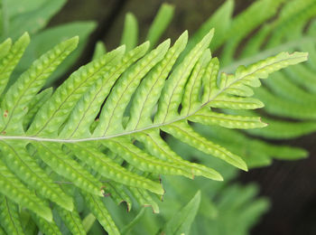 Close-up of fern