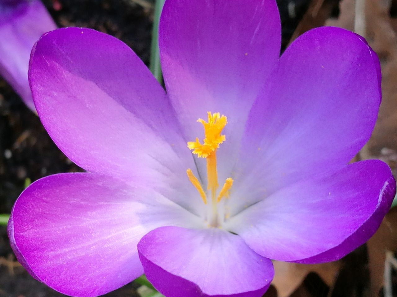 CLOSE-UP OF PURPLE IRIS FLOWER