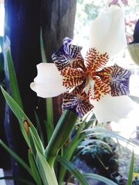 Close-up of butterfly on flowers