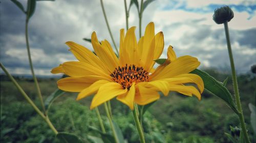 Close-up of yellow flower blooming outdoors