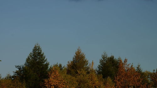 Low angle view of trees against clear sky