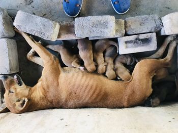 High angle view of dog sleeping