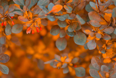 Close-up of orange leaves on plant during autumn