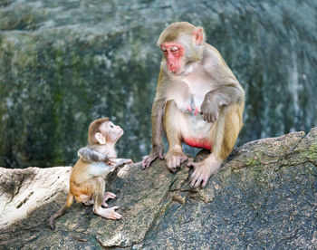 Monkey with infant on rock