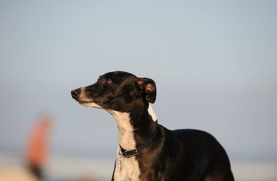 Close-up of dog against clear sky