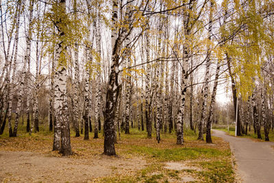 Trees growing in forest during autumn