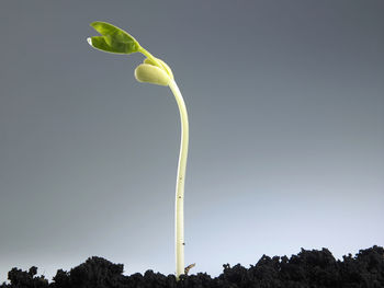 Growing plant in soil isolated on gray background.