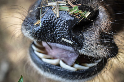 Closeup of cow nose and blur theeth image clicked while eating fresh green grass in himachal.