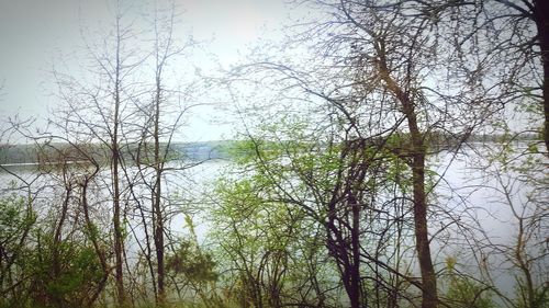 Scenic view of lake in forest